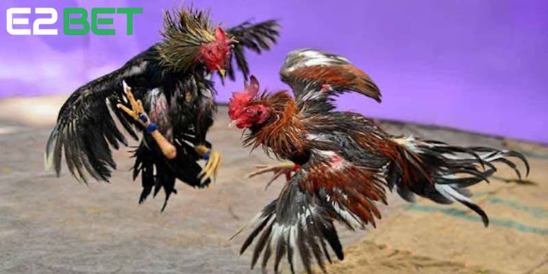 Nghiên cứu kỹ lưỡng bảng thành tích để đưa ra quyết định