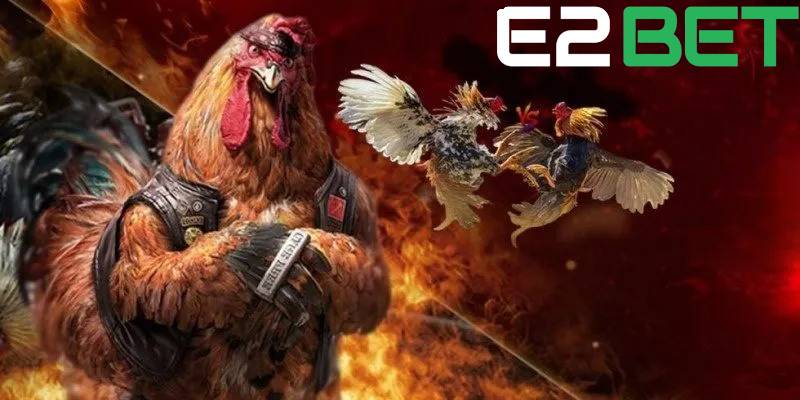 Người chơi cần biết đọc vị bảng kèo nhà cái khi cá cược đá gà tại E2BET