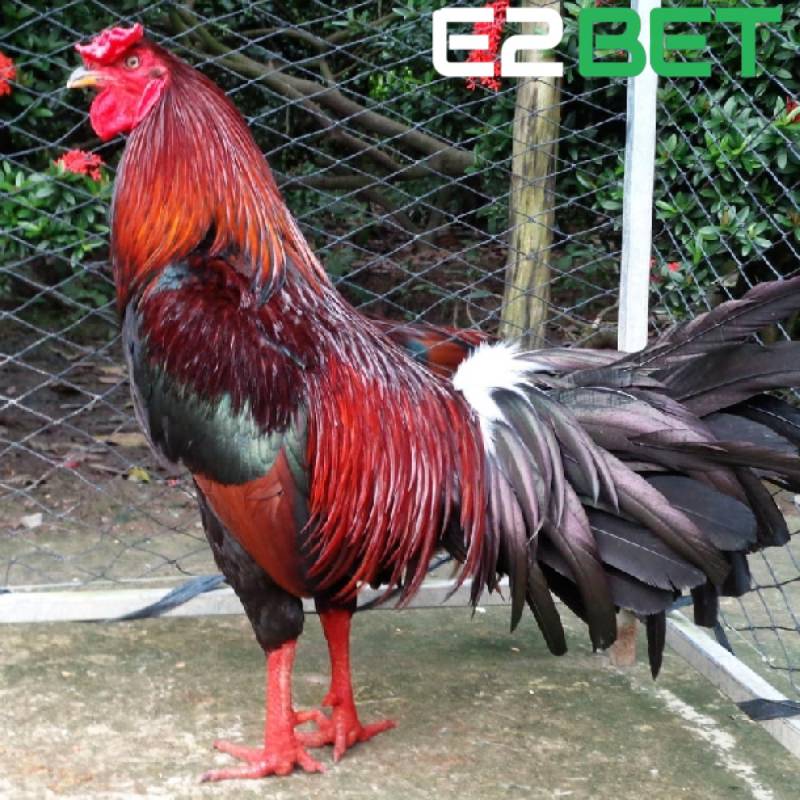 Chọn giống gà chuẩn là kỹ thuật nuôi gà đá cựa sắt quan trọng
